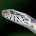 Florida Watersnake - Photo (c) Janson Jones, some rights reserved (CC BY-NC), uploaded by Janson Jones