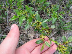 Rhamnus lanceolata