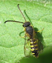 Sapygidae