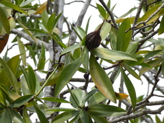 Pelliciera rhizophorae