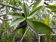 Pelliciera rhizophorae