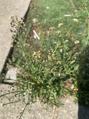 Capsella bursa-pastoris