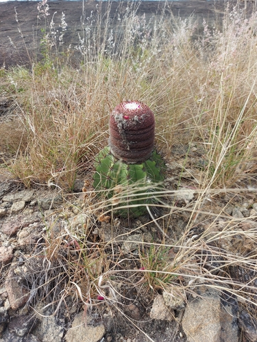 Melocactus bahiensis amethystinus