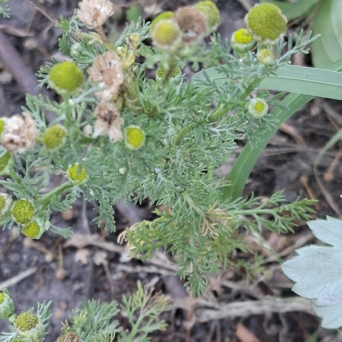 pineapple-weed