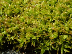 Tortella inclinata
