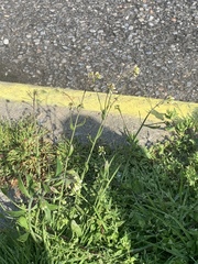 Capsella bursa-pastoris