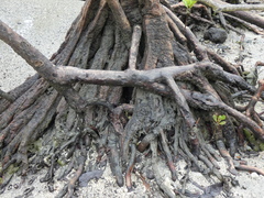 Pelliciera rhizophorae