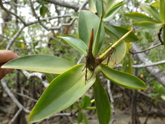 Pelliciera rhizophorae