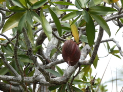 Pelliciera rhizophorae