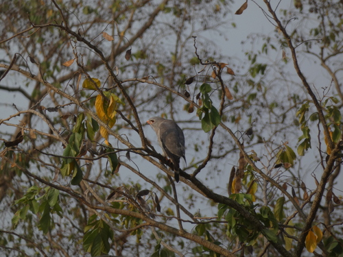 Lizard Buzzard