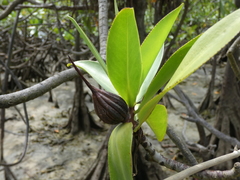 Pelliciera rhizophorae