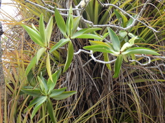 Pelliciera rhizophorae