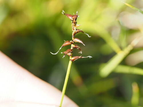 Carex davalliana, photograph 2
