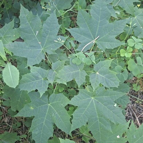 Norway maple