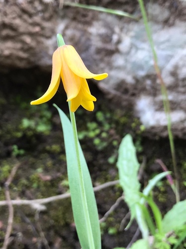 Sibthorp's Fritillary (Fritillaria sibthorpiana)