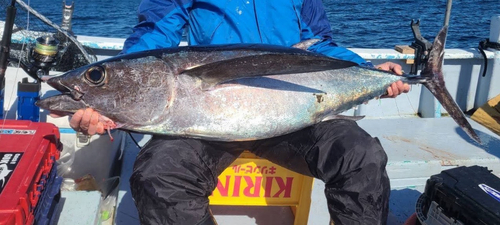 Albacore (Thunnus alalunga) — Scombridae — 5