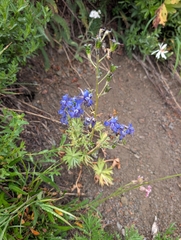 Delphinium glareosum