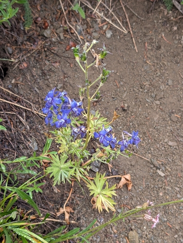 Delphinium glareosum, photograph 2