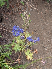 Delphinium glareosum, photograph (c) John A Haskins, some rights reserved (CC BY)