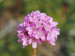 Louis Aureglia, CC BY, iNaturalist via GBIF Armeria alpina, photograph Louis Aureglia, CC BY, iNaturalist via GBIF