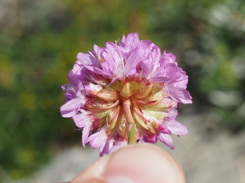 Armeria alpina, photograph 3