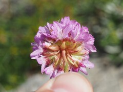 Louis Aureglia, CC BY, iNaturalist via GBIF Armeria alpina, photograph Louis Aureglia, CC BY, iNaturalist via GBIF