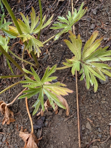 Delphinium glareosum, photograph 3