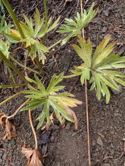 Delphinium glareosum, photograph (c) John A Haskins, some rights reserved (CC BY)