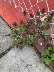 Lamium purpureum