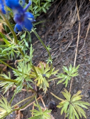 Delphinium glareosum, photograph (c) John A Haskins, some rights reserved (CC BY)