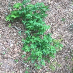 Polygonatum multiflorum