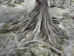 Pelliciera rhizophorae