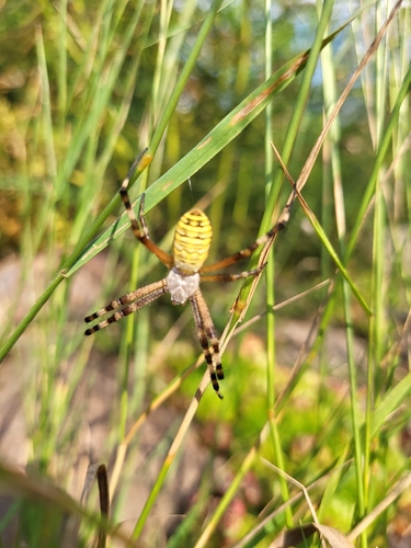 Wasp Spider