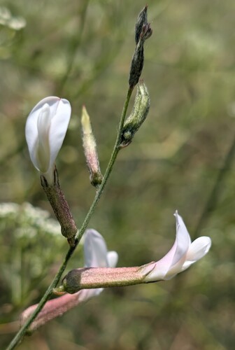 Astragalus xiphidium