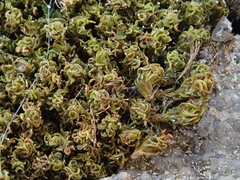 Tortella inclinata