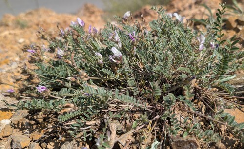 Astragalus psoraloides