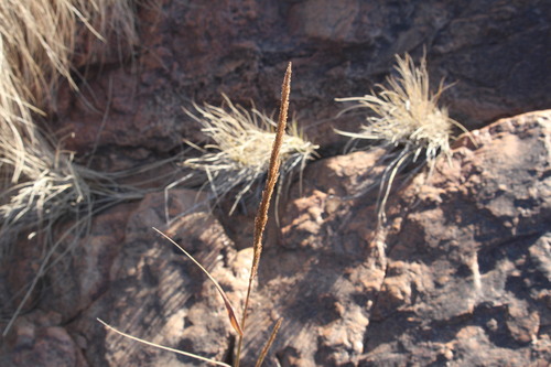 Sporobolus contractus