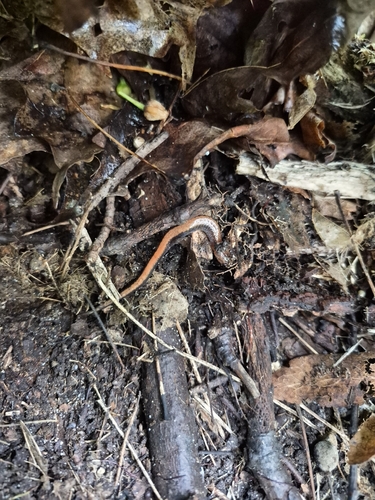 Eastern Red-backed Salamander observed by annabelle000