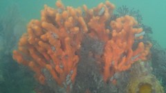 Clathria