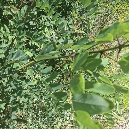 black locust