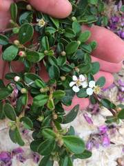 Cotoneaster nummularius