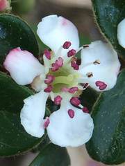 Cotoneaster nummularius