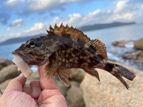 Common rockfish (Sebastiscus marmoratus) — Sebastidae — 2