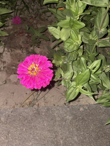 Elegant Zinnia
