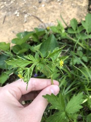 Geum vernum
