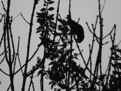 Psittacara holochlorus