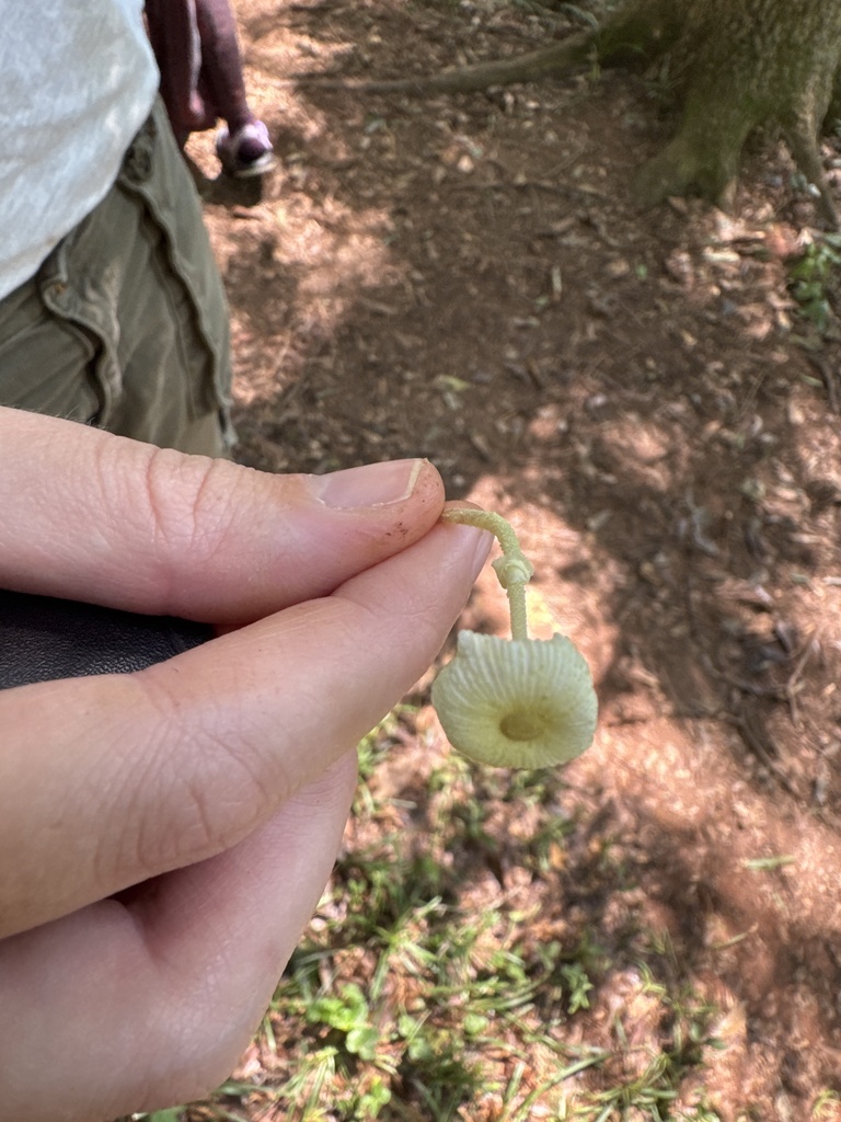 Fragile Dapperling · July 2026 · photo: Photo: no rights reserved · iNaturalist