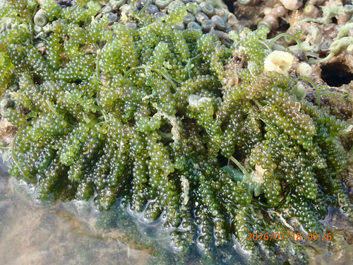 Caulerpa lentillifera observed 2026-07-18