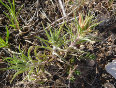 Castilleja sessiliflora