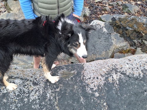 Domestic Dog observed by finlayclark